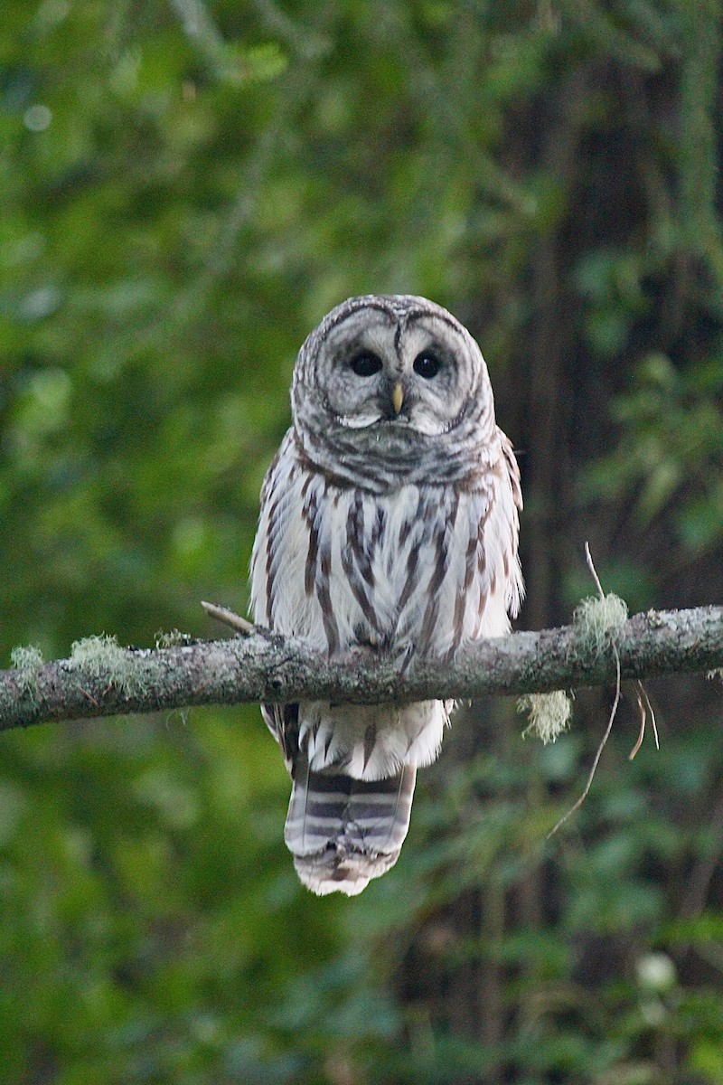 Barred Owl - ML609439466