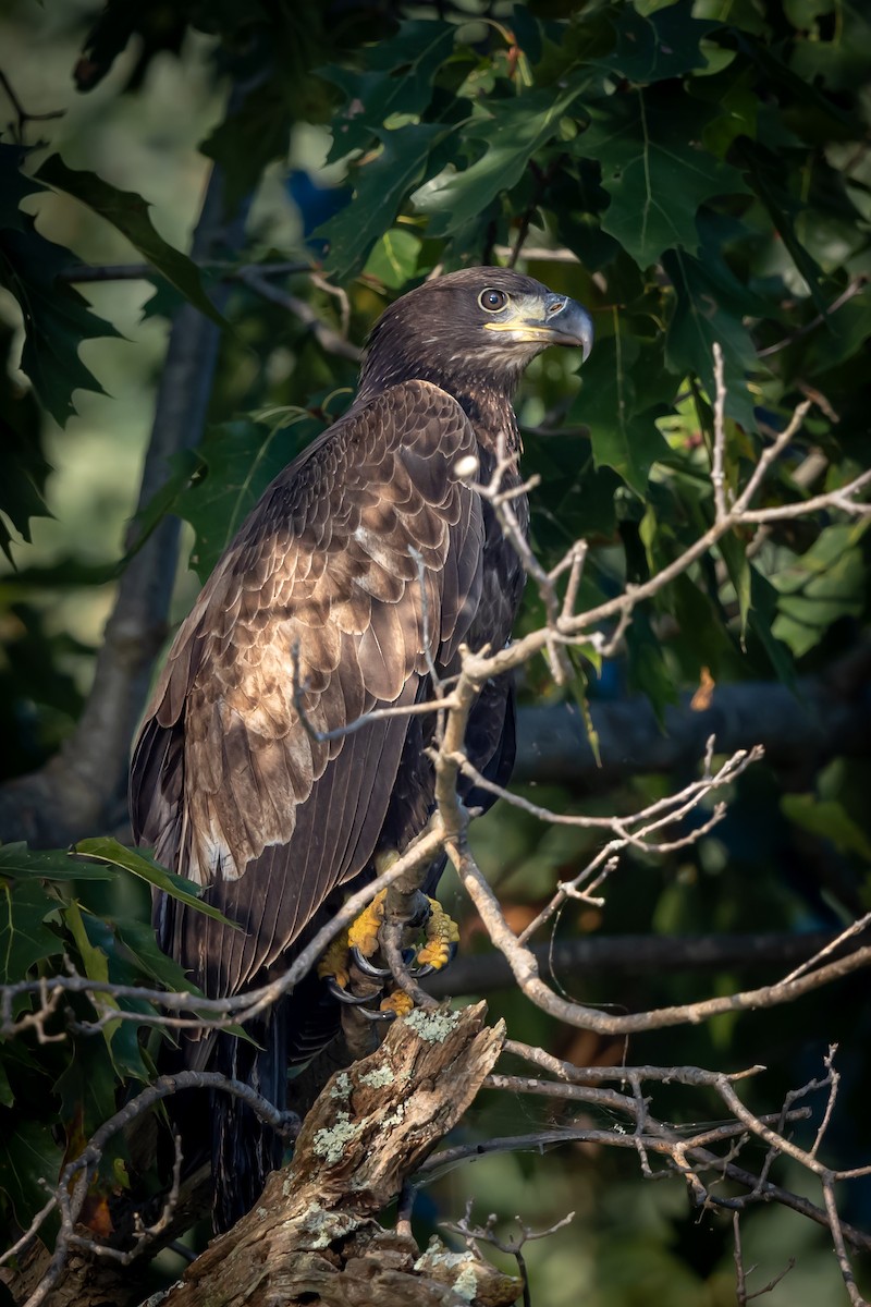 Bald Eagle - ML609439569