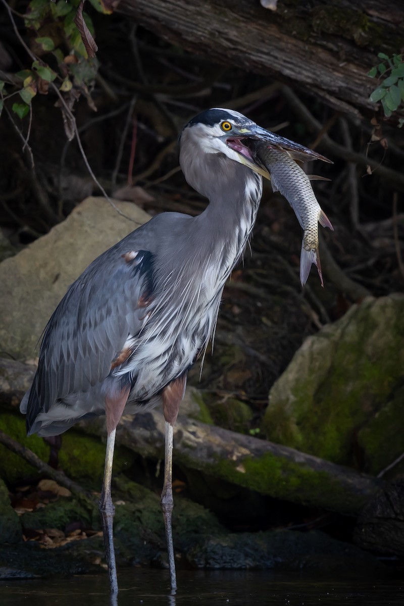 Garza Azulada - ML609439580