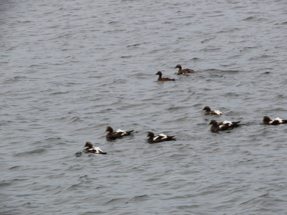 Common Eider - Shay Howlin