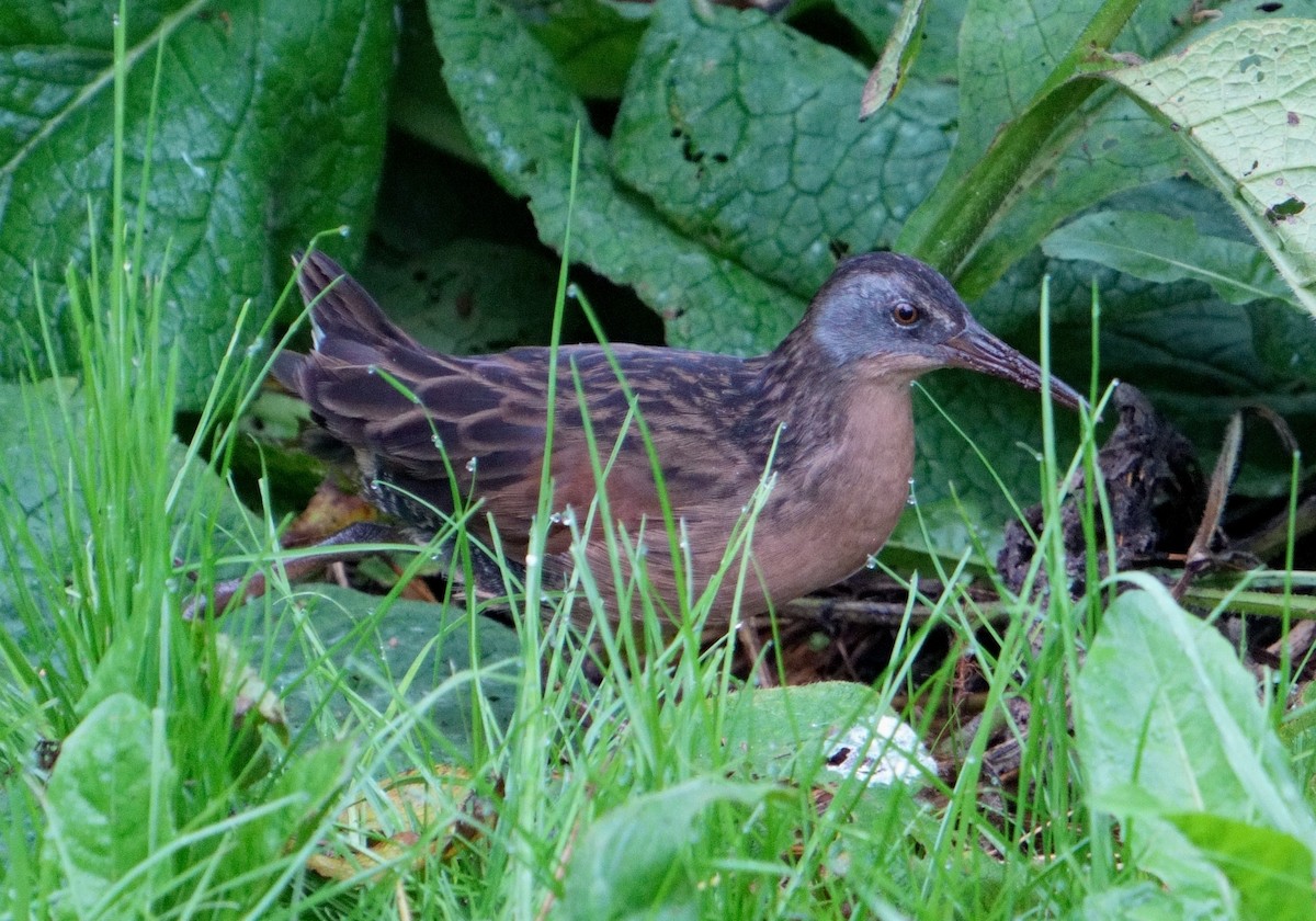 Virginia Rail - Bill Thompson