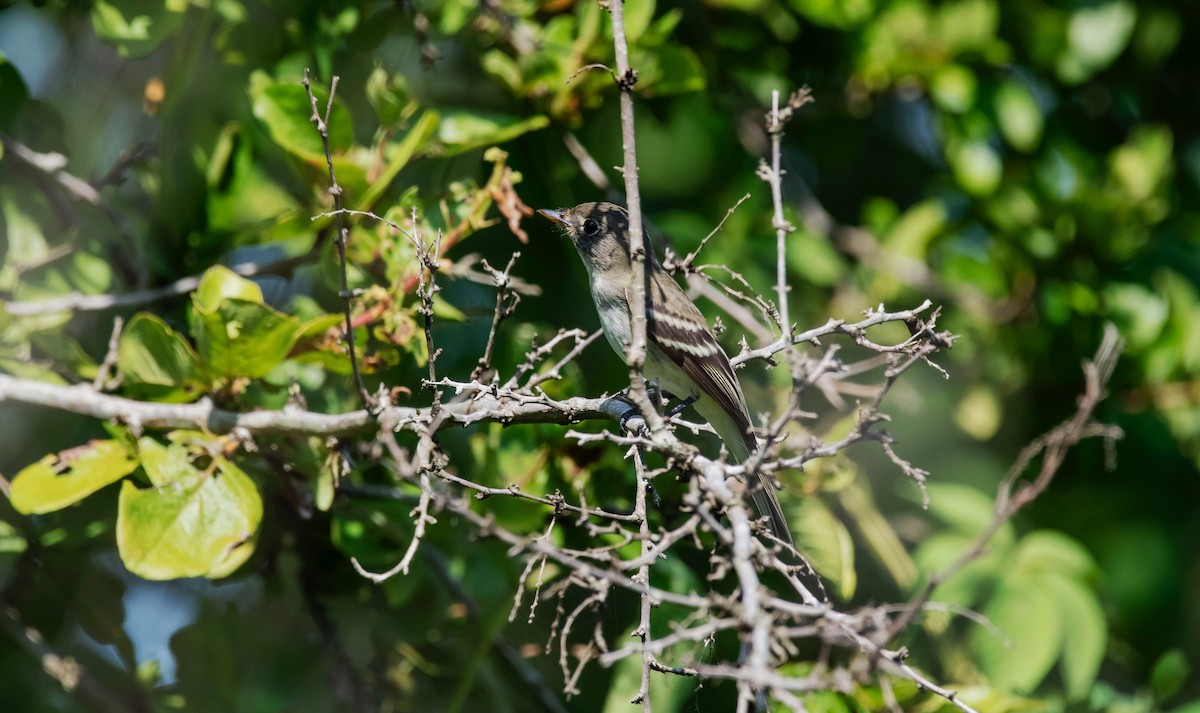 Willow Flycatcher (Eastern) - Rolando Tomas Pasos Pérez