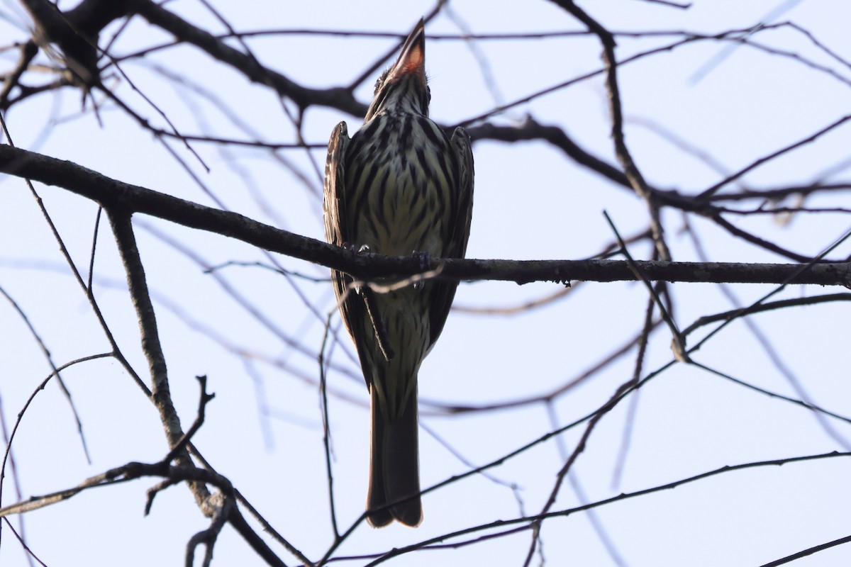 Streaked Flycatcher - ML609440043