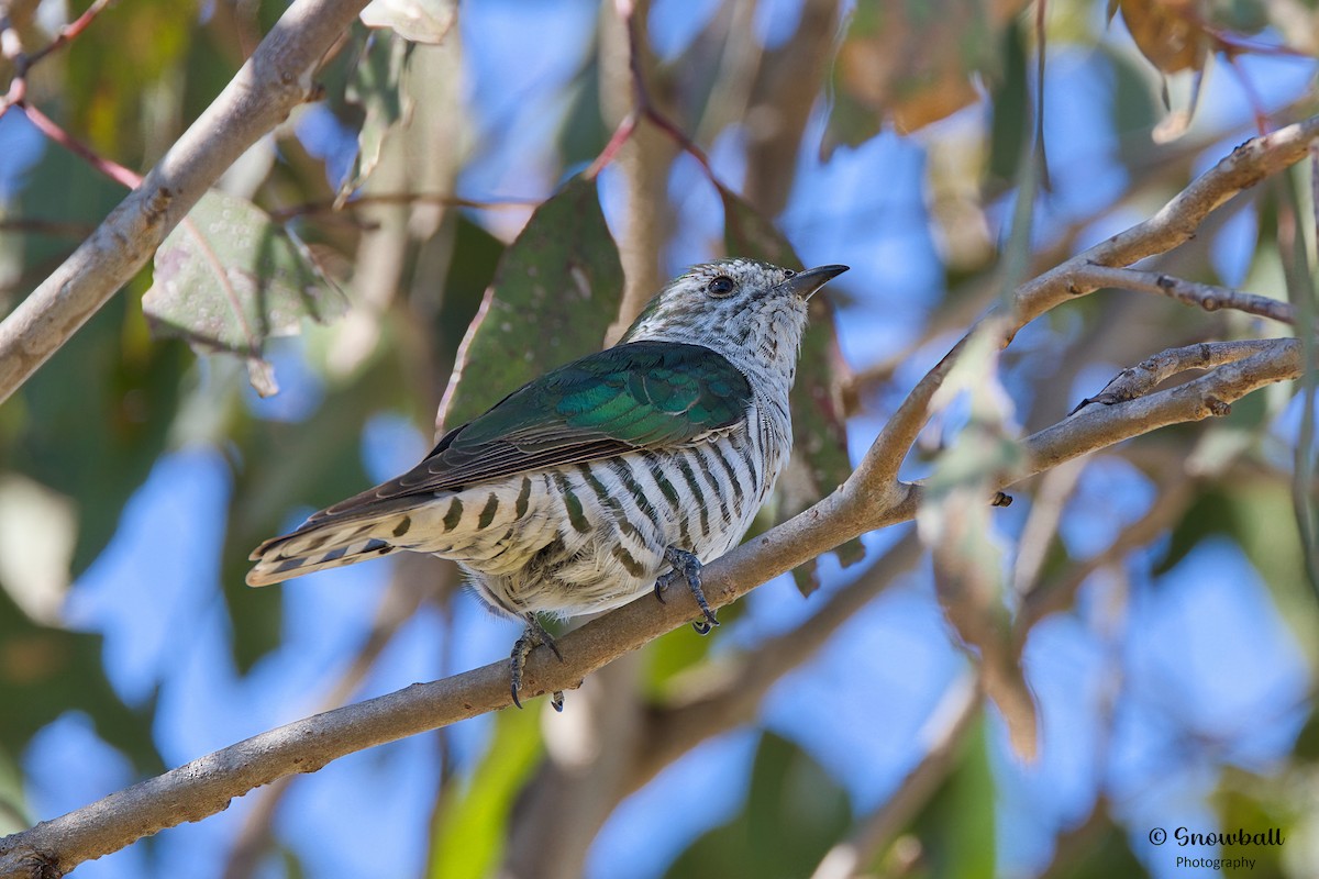 kukačka blýskavá (ssp. lucidus) - ML609440055