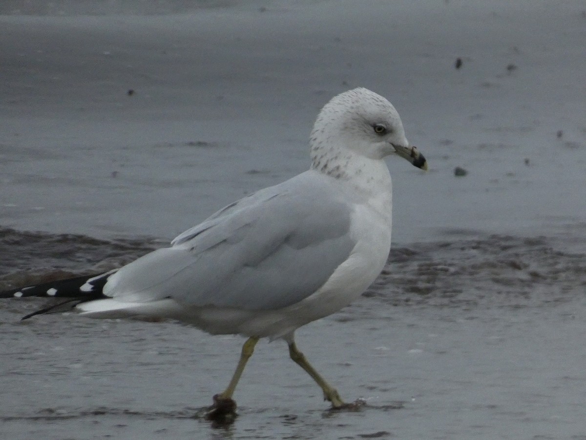 Ring-billed Gull - ML609440057