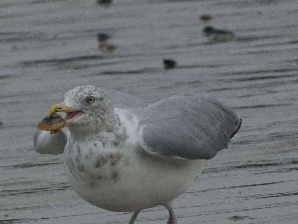 Herring Gull - ML609440073