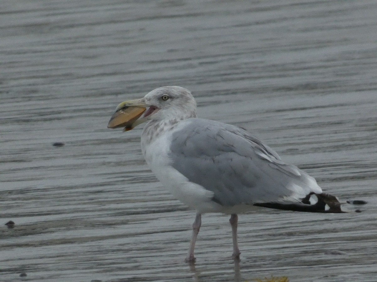 Herring Gull - ML609440075