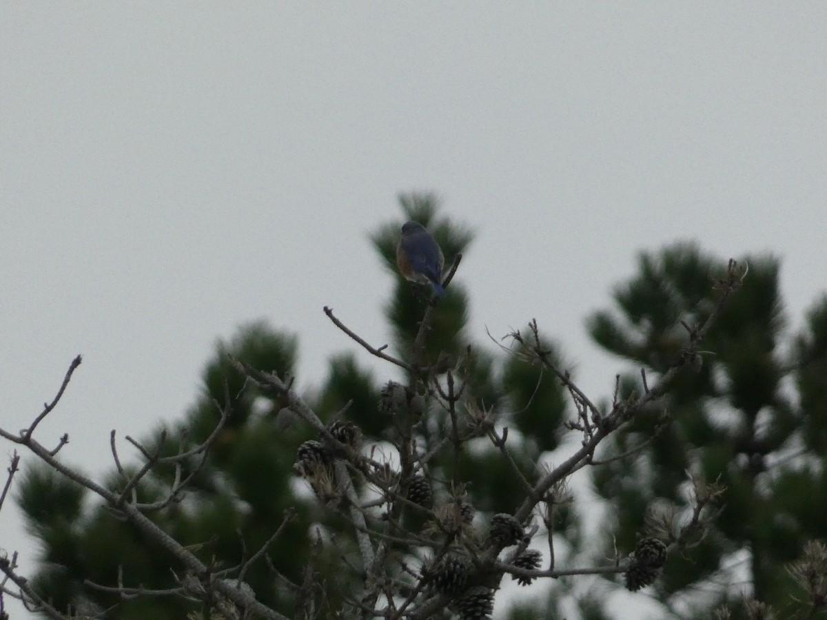 Eastern Bluebird - ML609440092