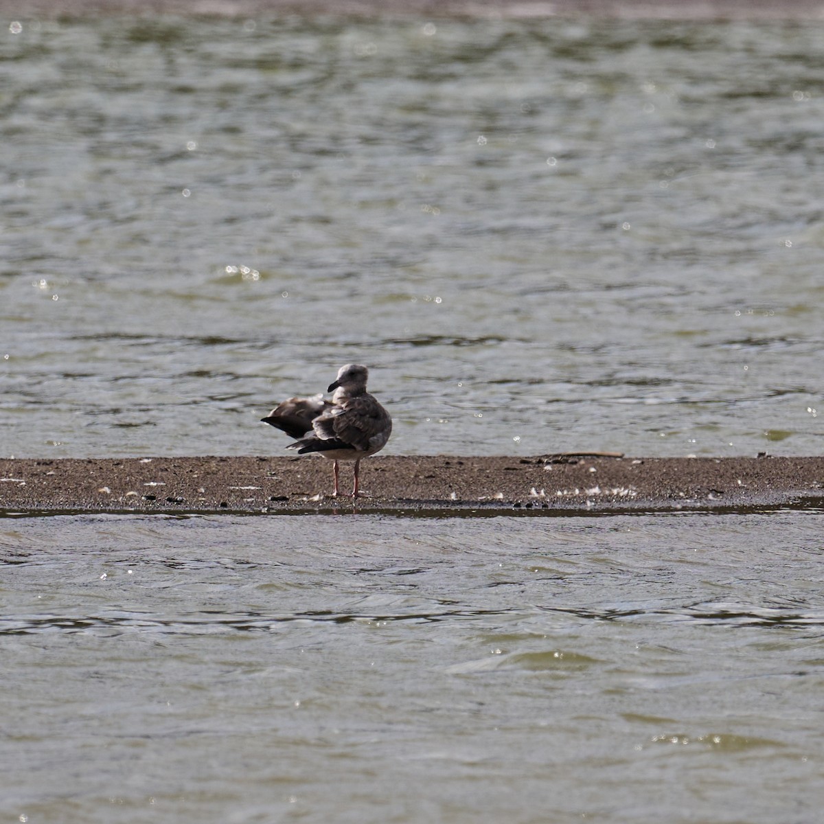 Gaviota Occidental - ML609440140