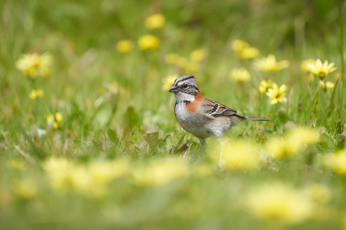 Rufous-collared Sparrow - ML609440160