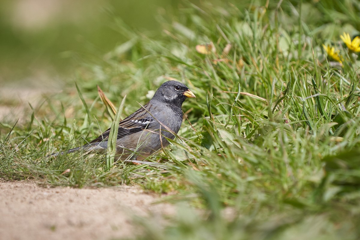 Mourning Sierra Finch - ML609440167