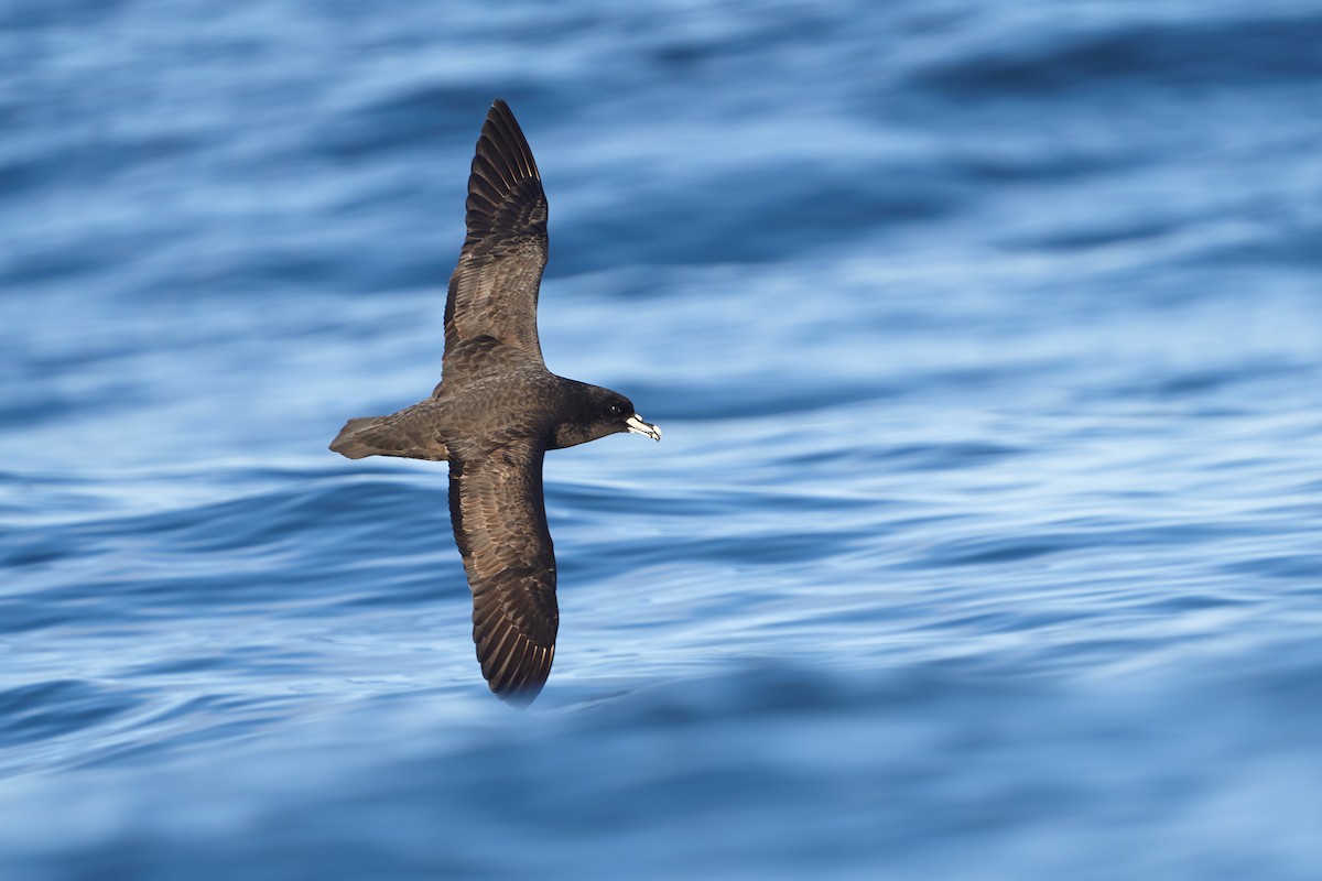 White-chinned Petrel - ML609440192