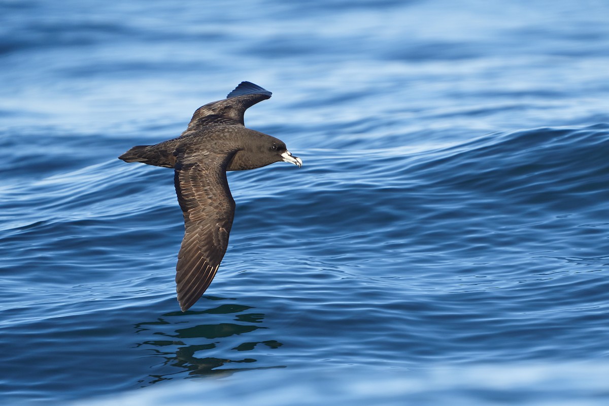 Weißkinn-Sturmvogel - ML609440200