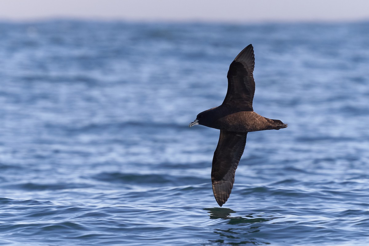 White-chinned Petrel - ML609440205