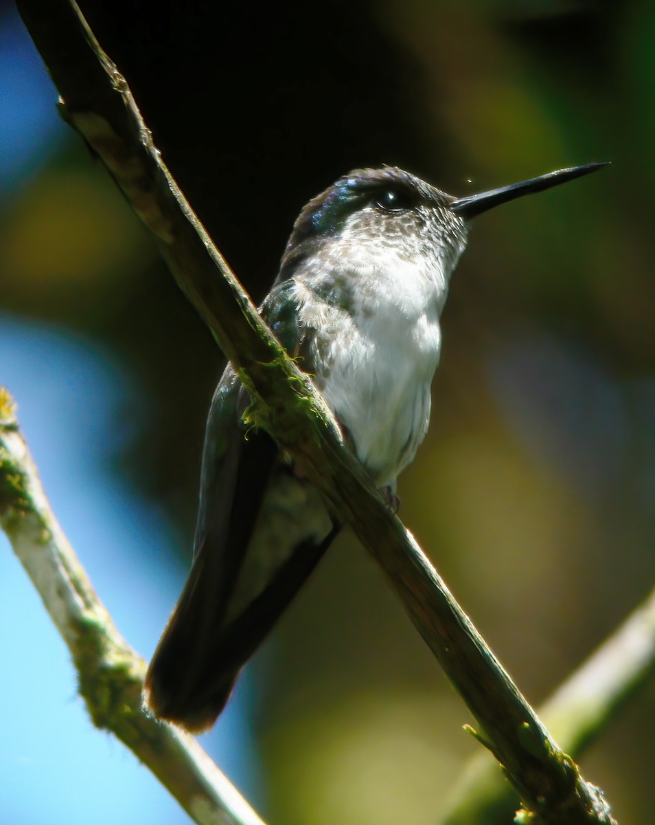 kolibřík vysočinný - ML609440222