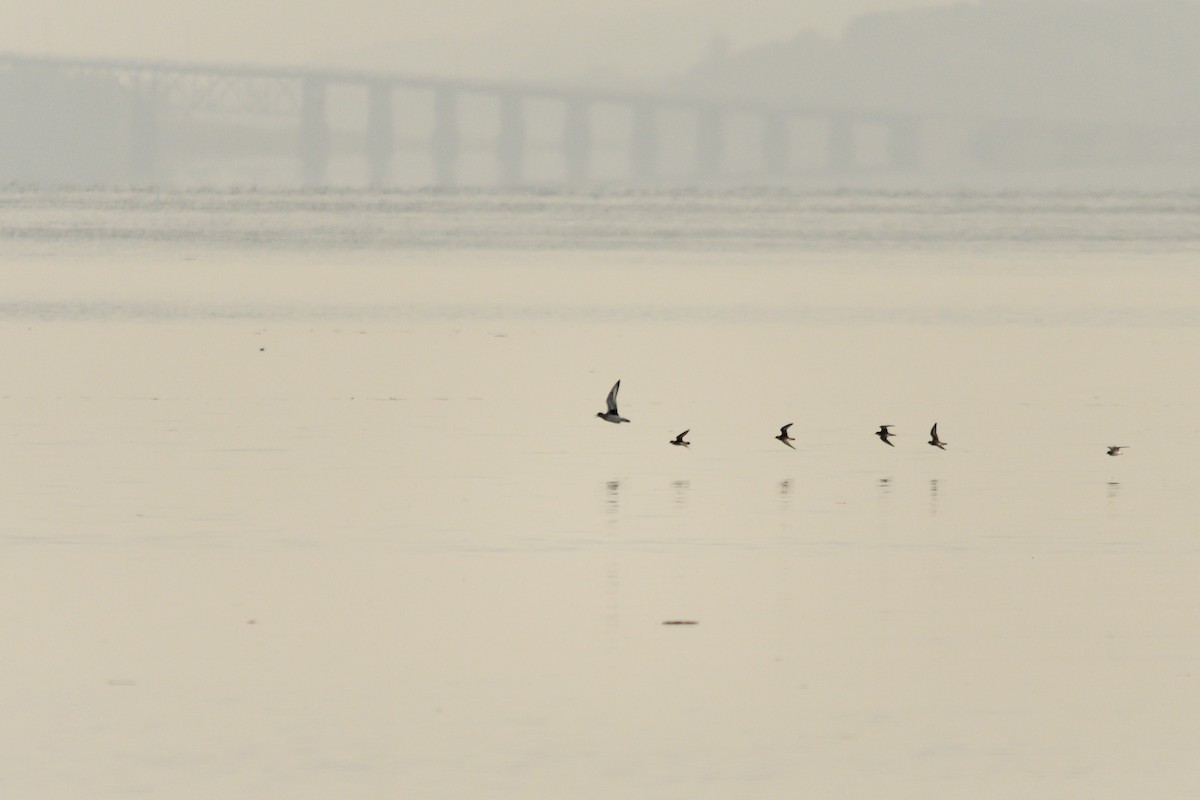 Black-bellied Plover - ML609440232