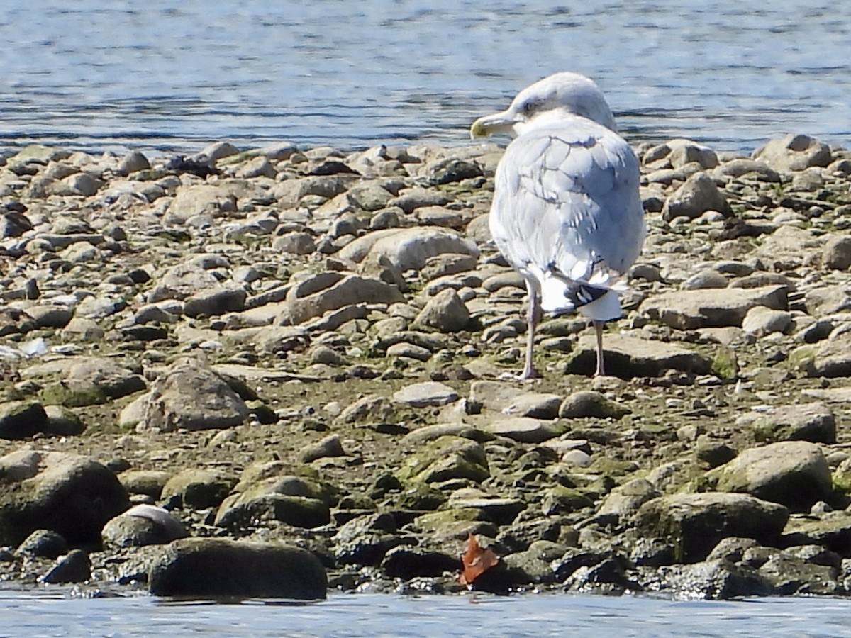 Herring Gull - ML609440235