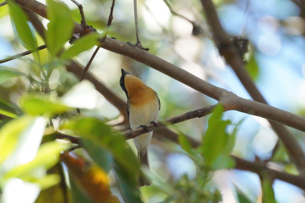 Leaden Flycatcher - ML609440264