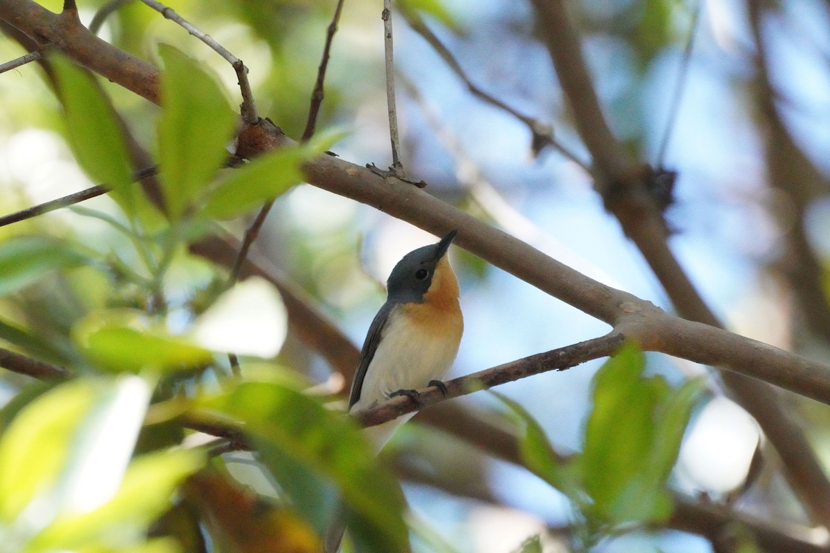 Leaden Flycatcher - ML609440265