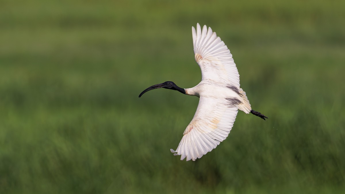 ibis černohlavý - ML609440277