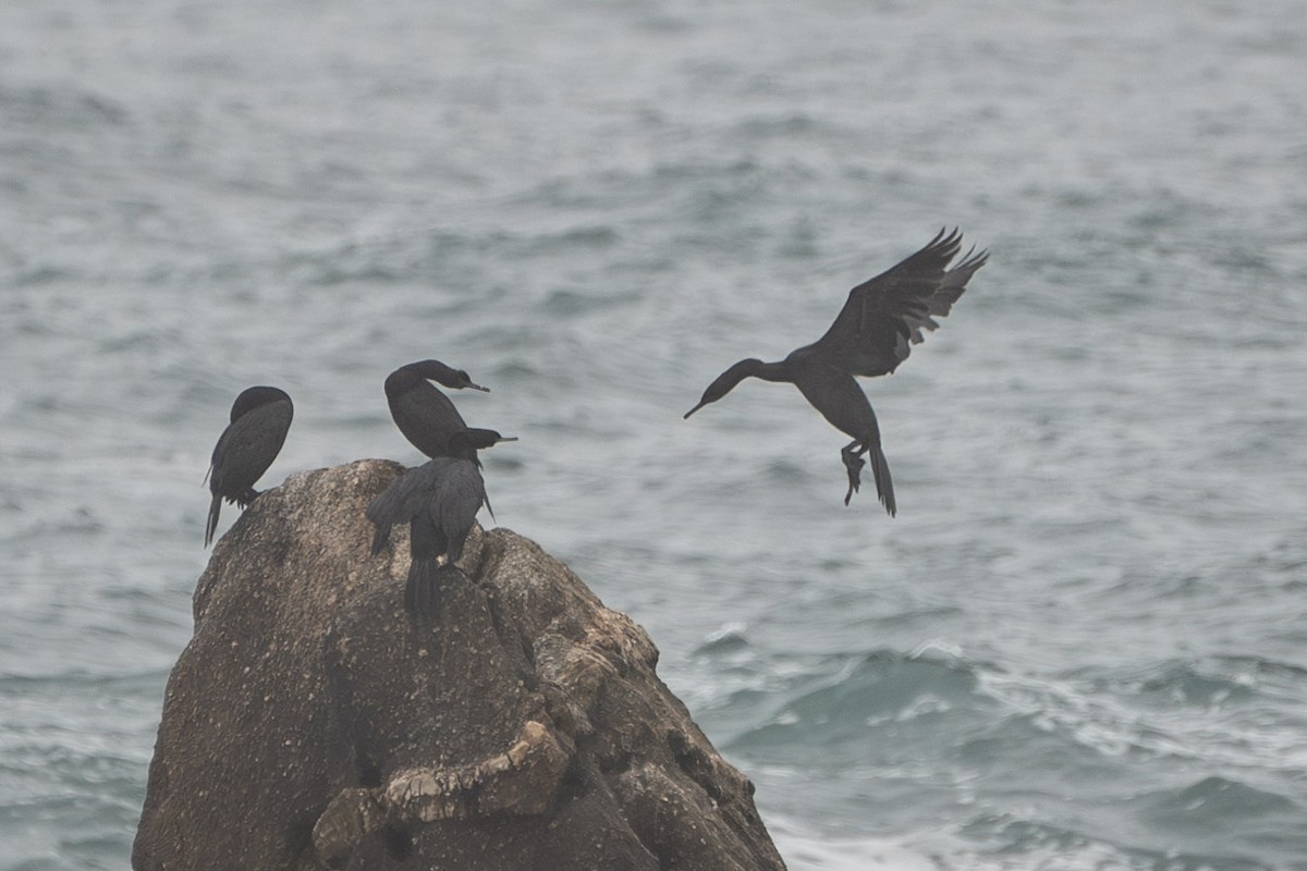 Pelagic Cormorant - ML609440309