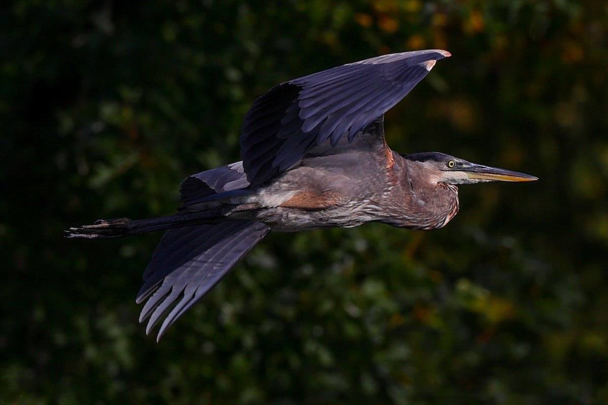 Great Blue Heron - Claire Werner