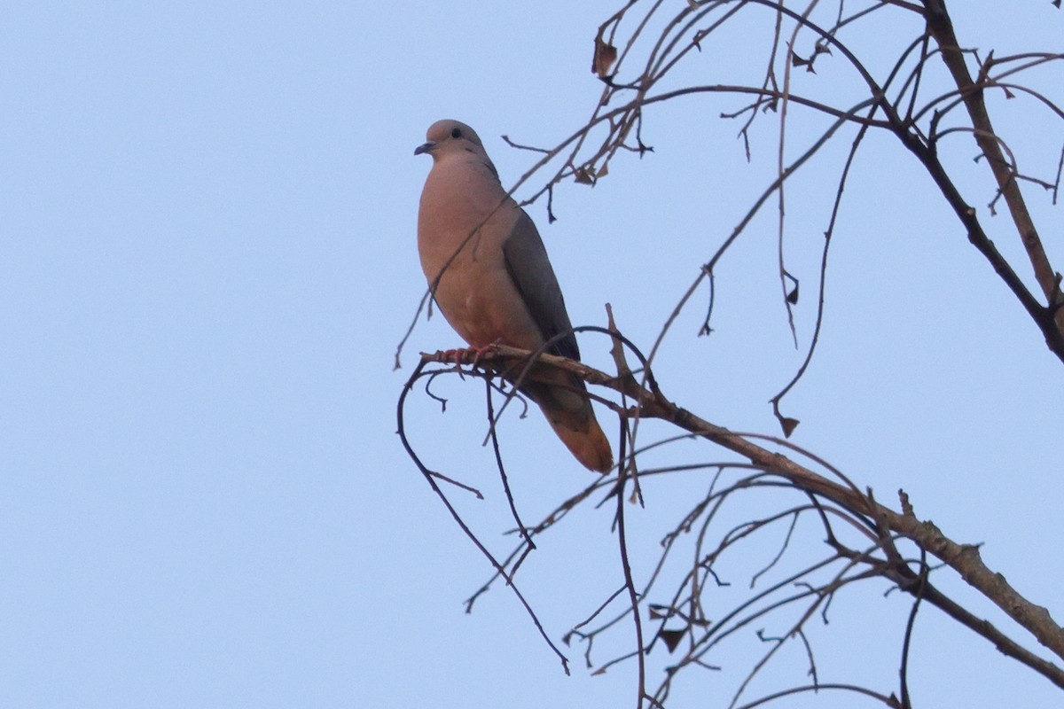 Gray-fronted Dove - ML609440344