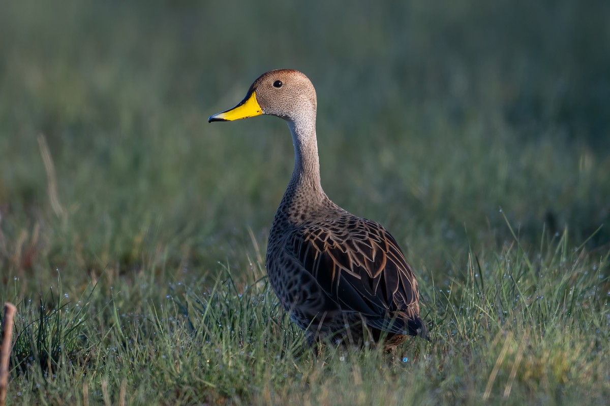 Yellow-billed Pintail - Alex and Julia 🦜