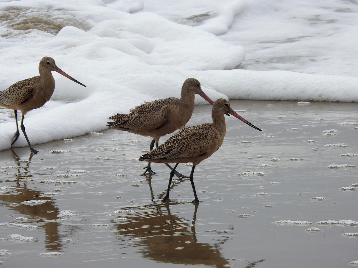 Marbled Godwit - ML609440408