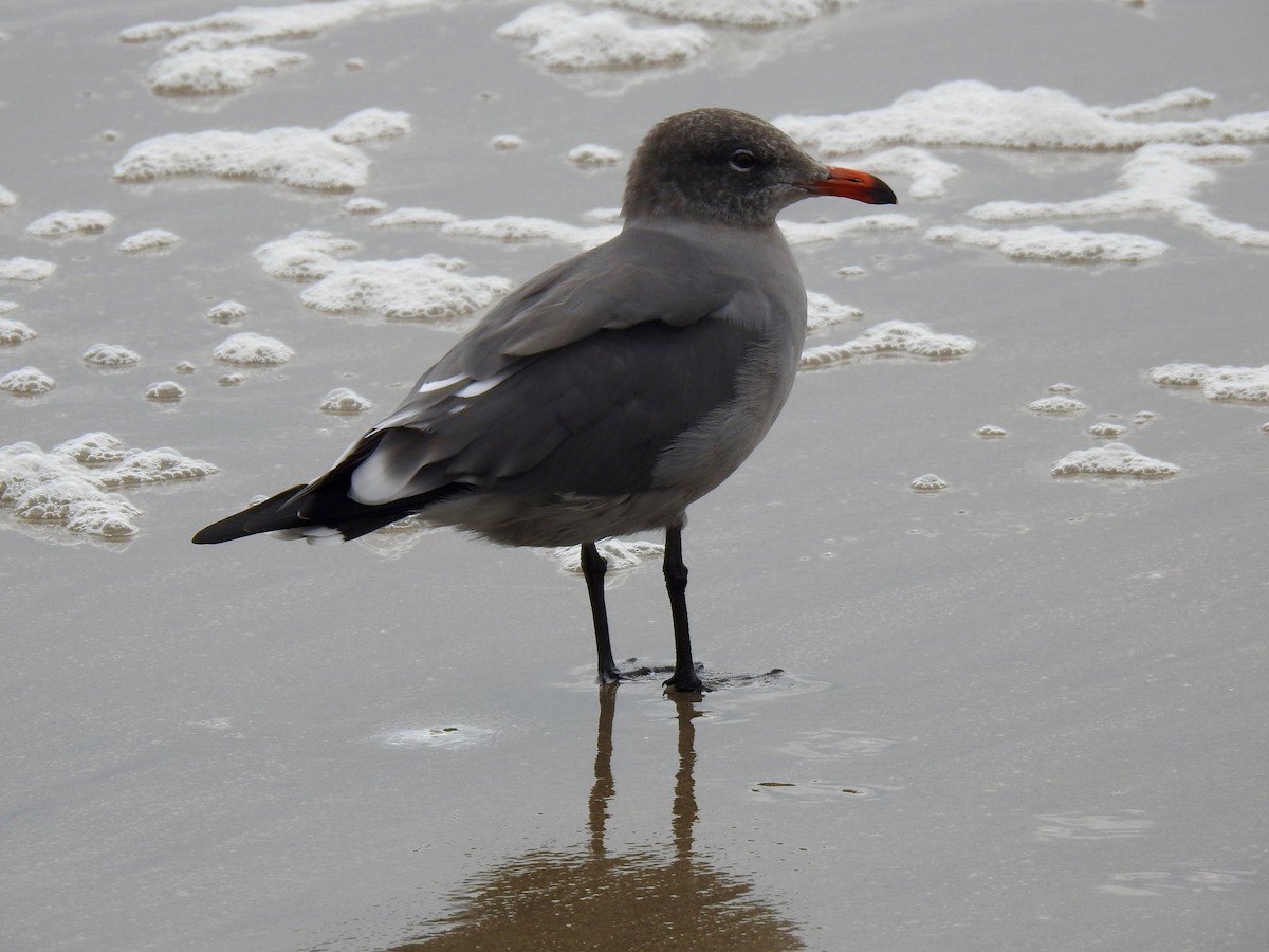 Heermann's Gull - ML609440411