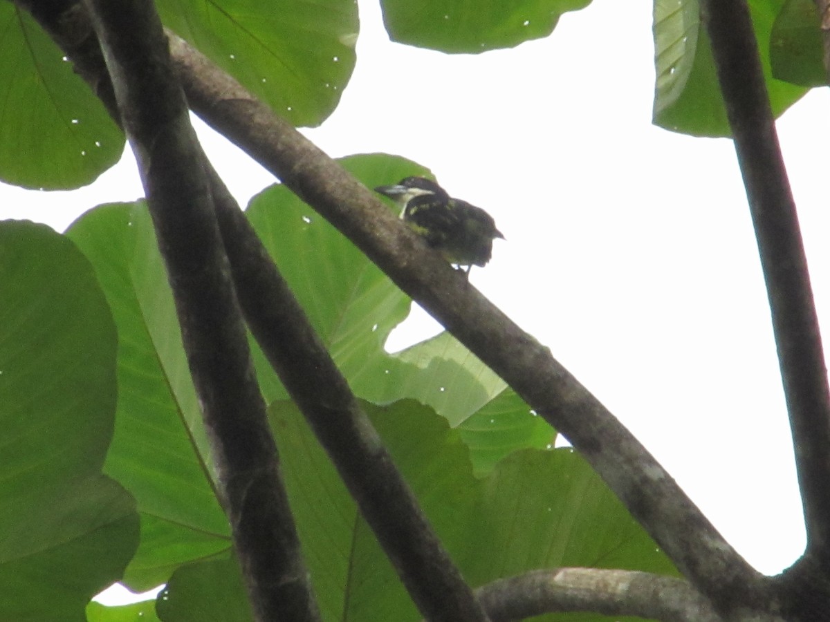 Five-colored Barbet - Angie Paola Salazar