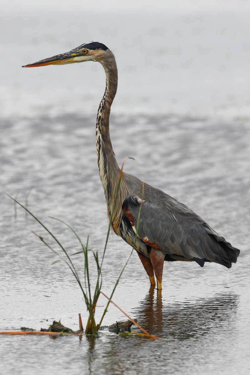 Great Blue Heron - Claire Werner