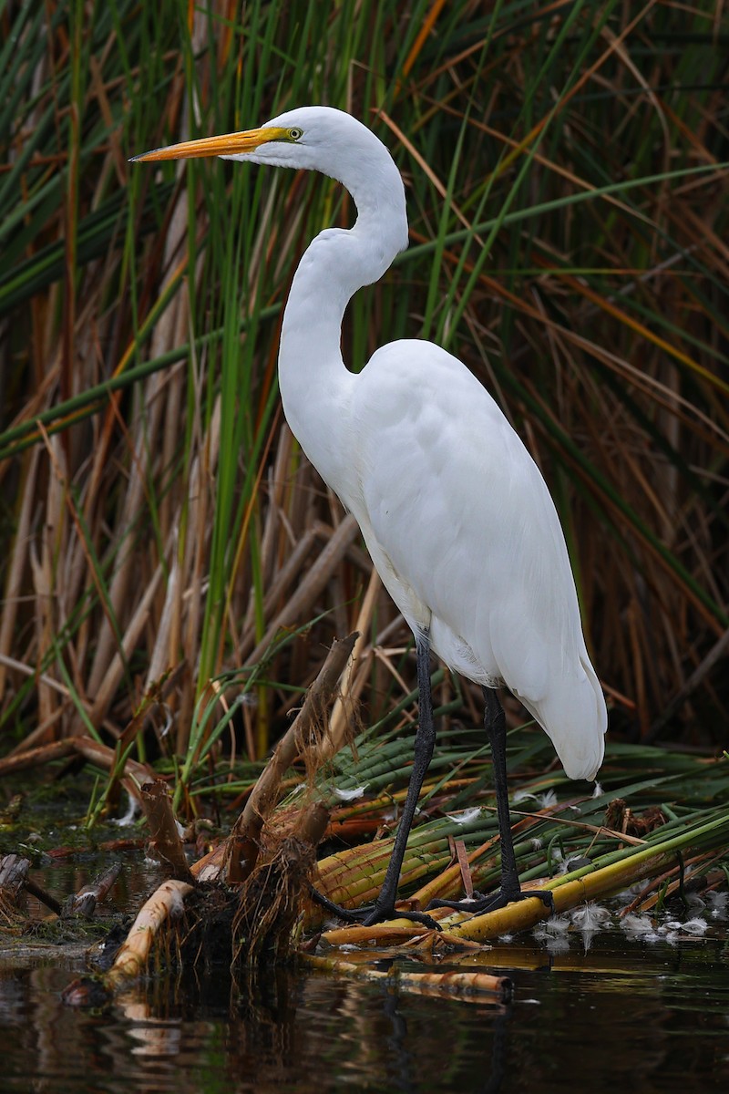 Great Egret - ML609440525