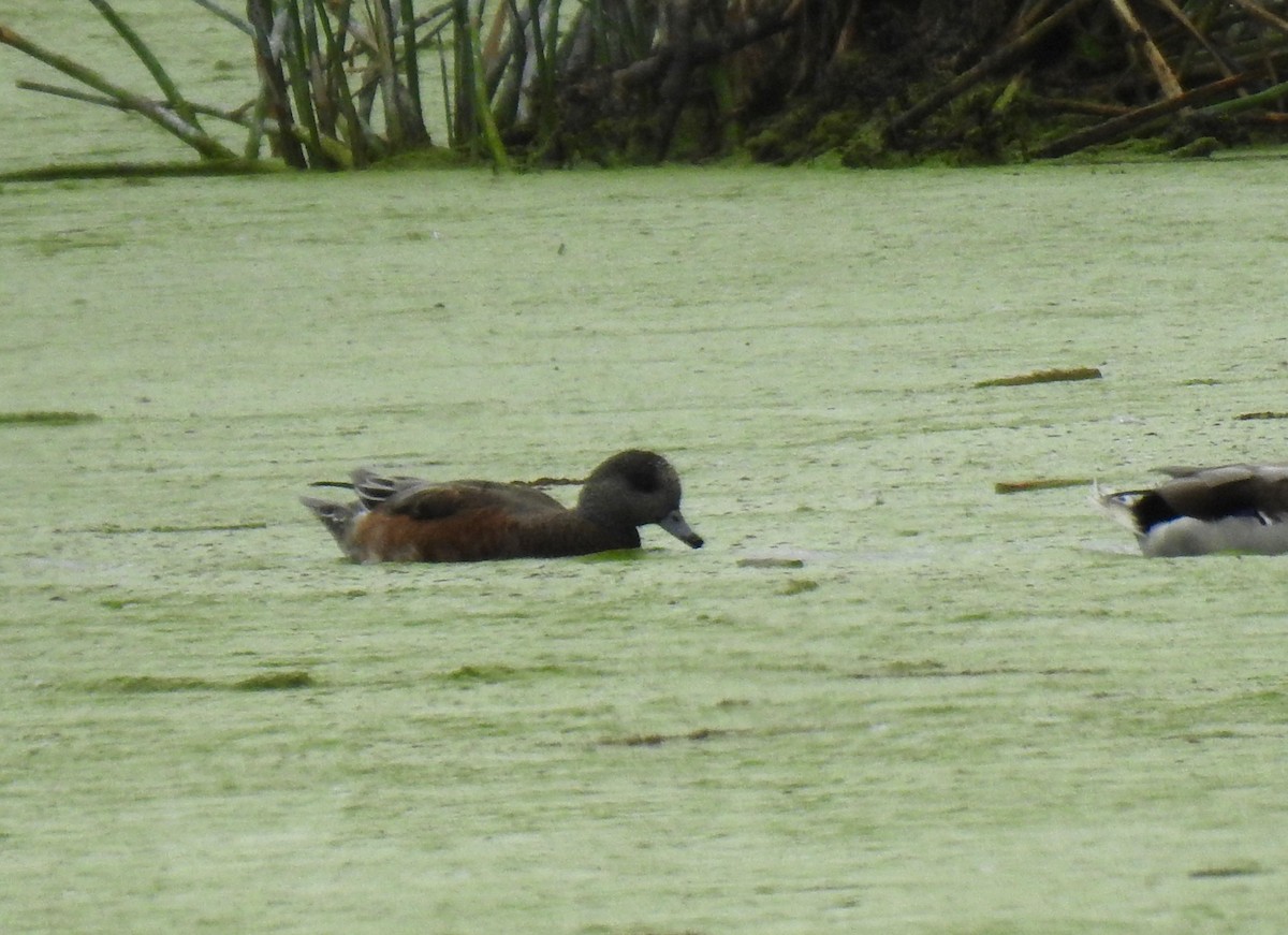 American Wigeon - ML609440664