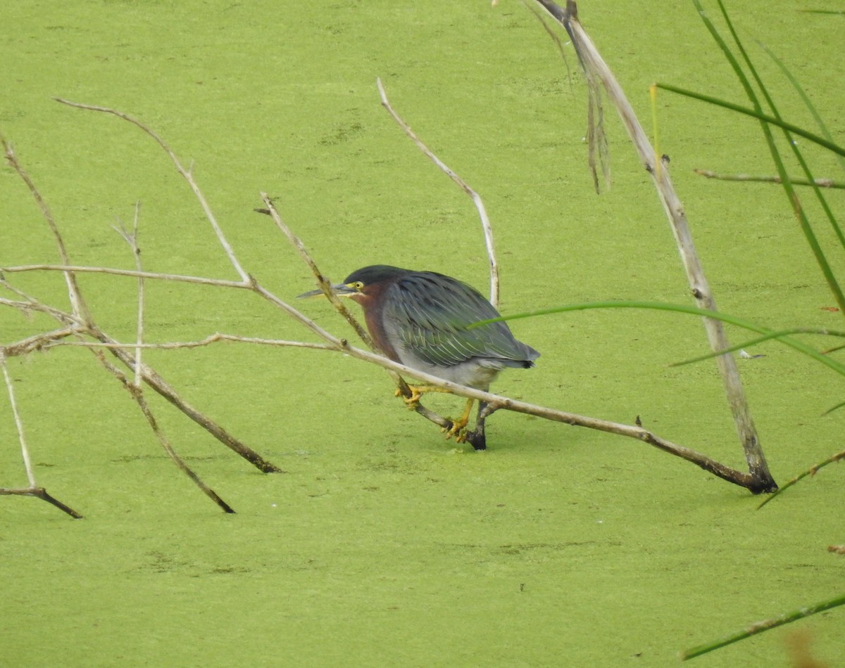 Green Heron - ML609440673