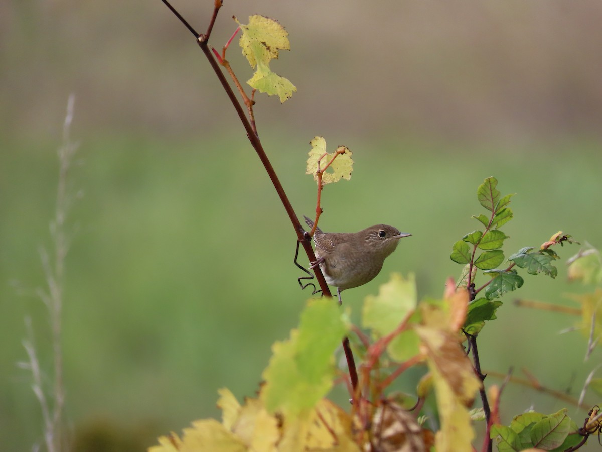 House Wren - ML609440690