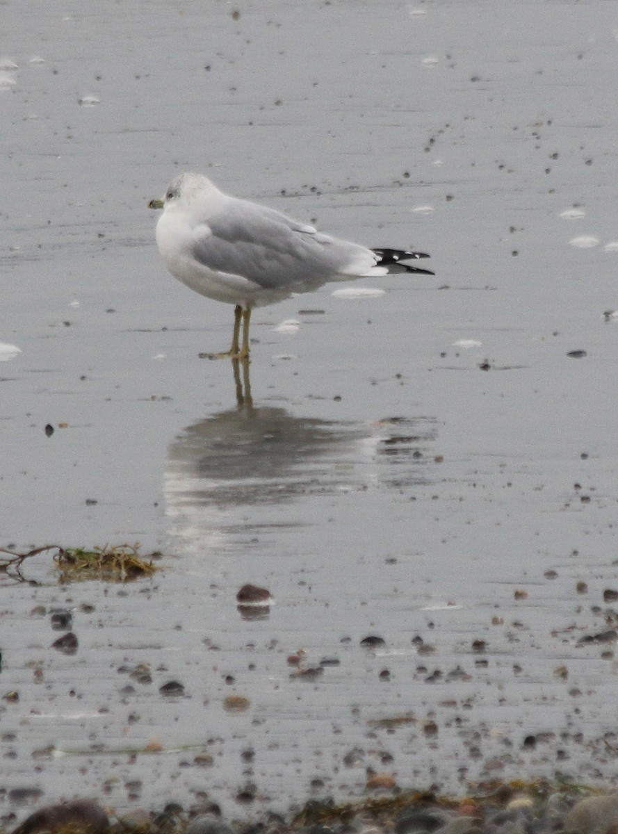 Ring-billed Gull - ML609440798