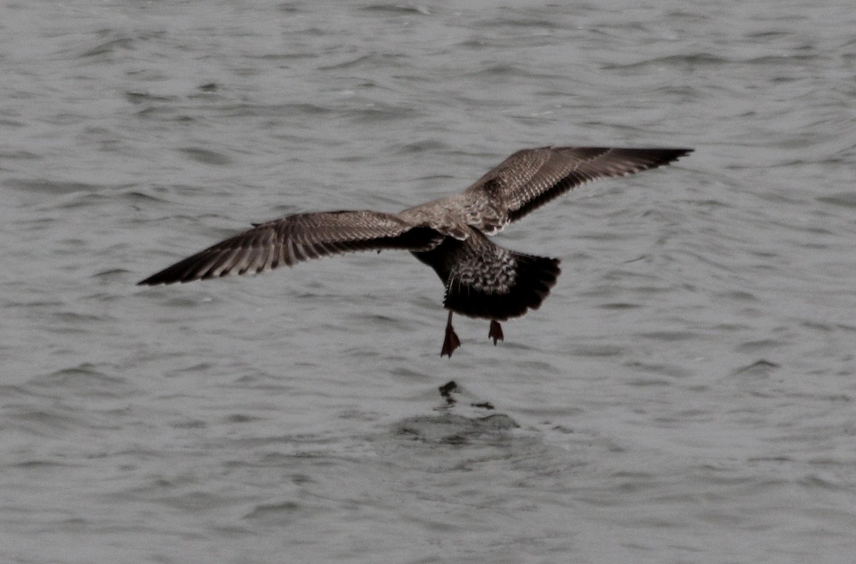 Herring Gull - ML609440811