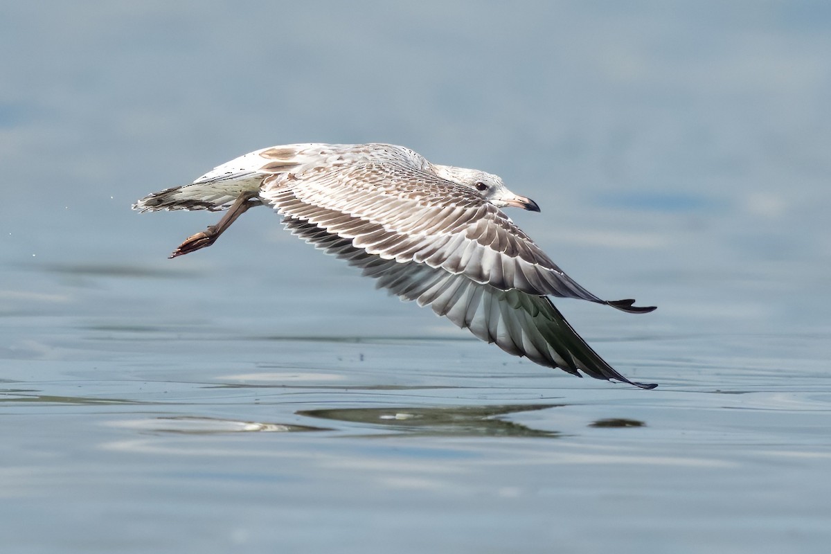 Ring-billed Gull - Dylan Buell