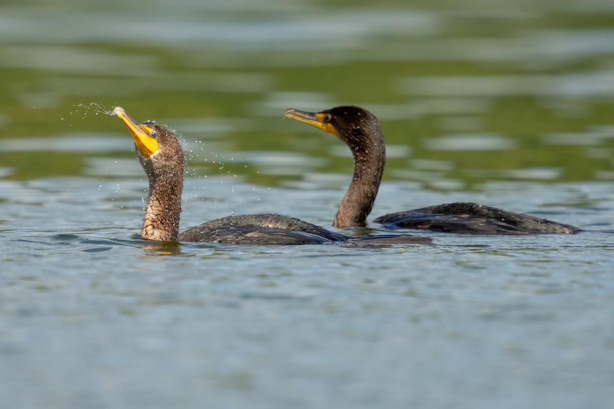 Double-crested Cormorant - Dylan Buell