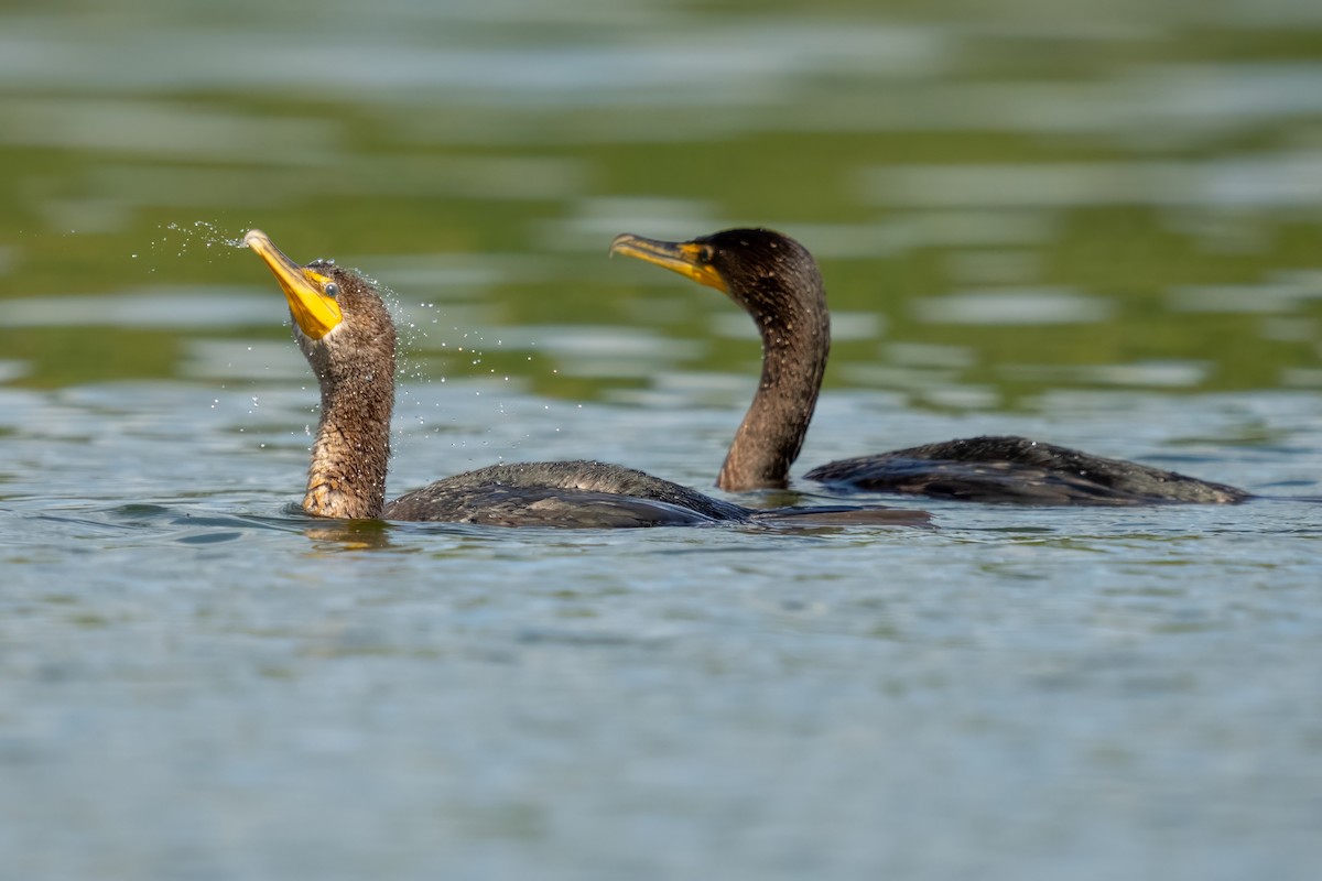 Double-crested Cormorant - ML609440872