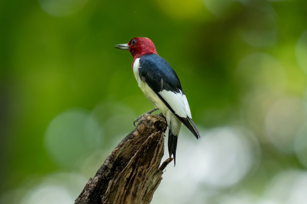 Red-headed Woodpecker - Dylan Buell