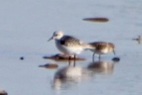 Bécasseau sanderling - ML609440886