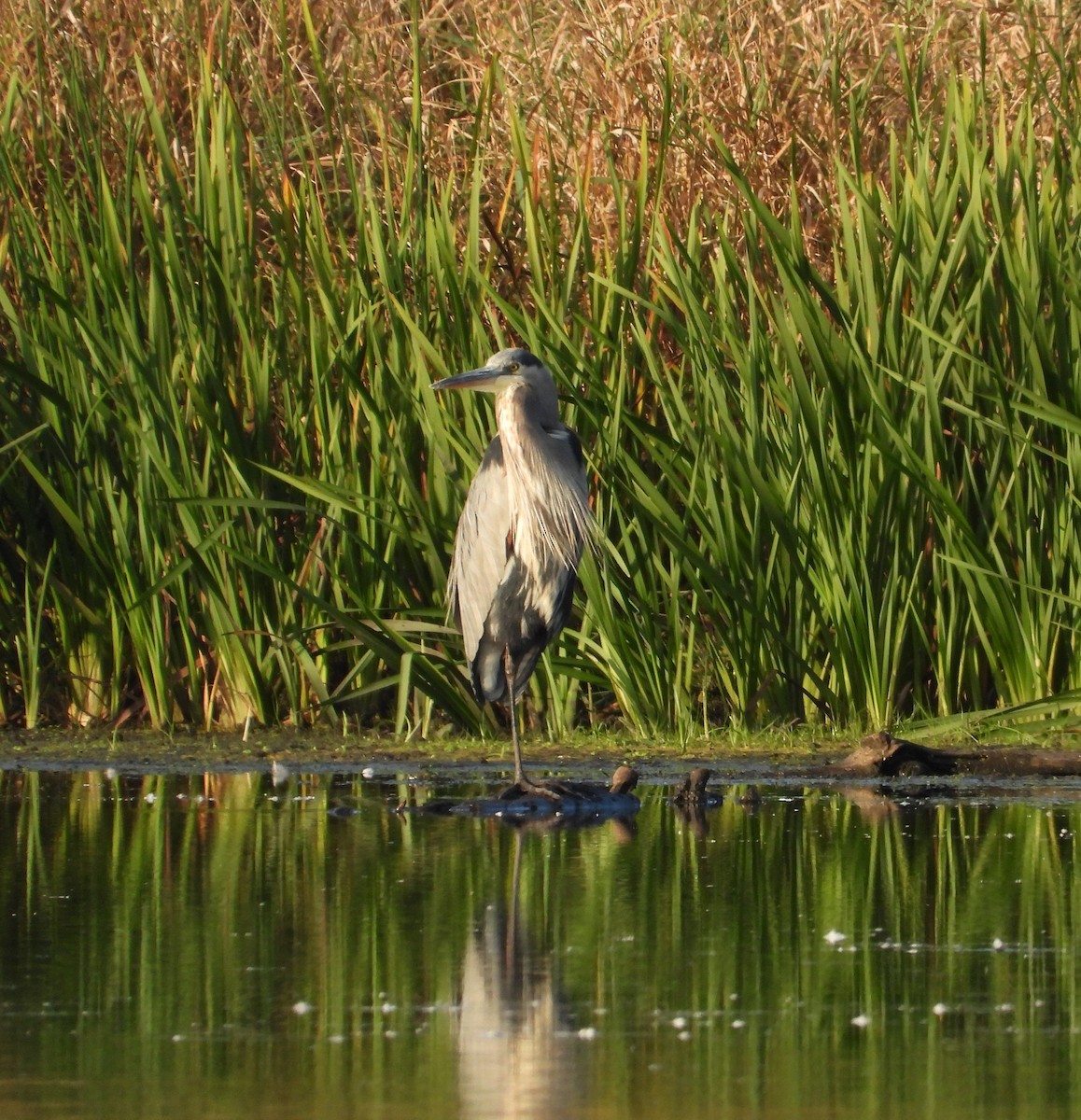 Great Blue Heron - ML609440995