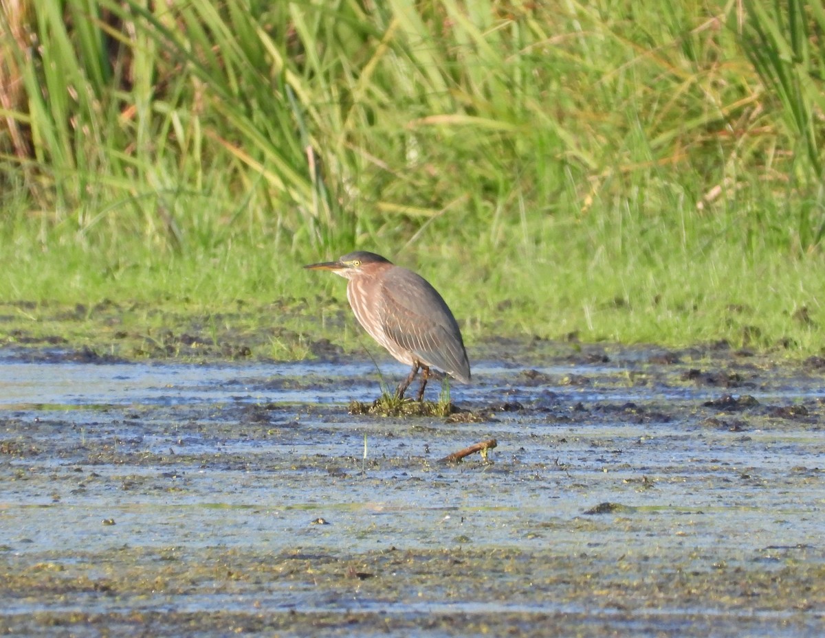 Green Heron - ML609441014