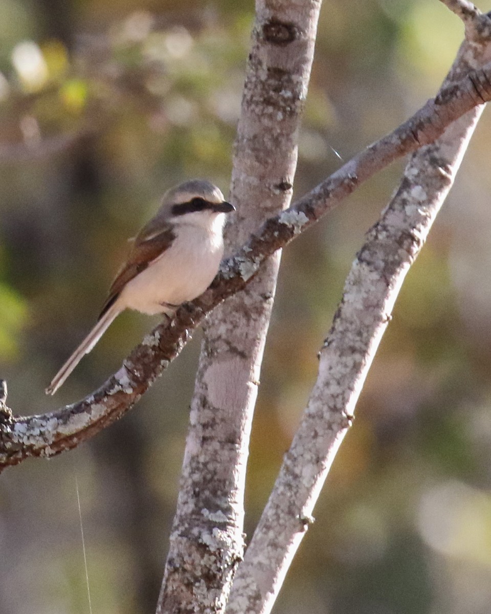 Souza's Shrike - ML609441019