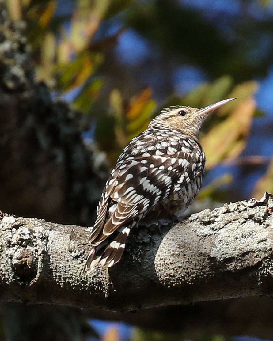 African Spotted Creeper - ML609441037