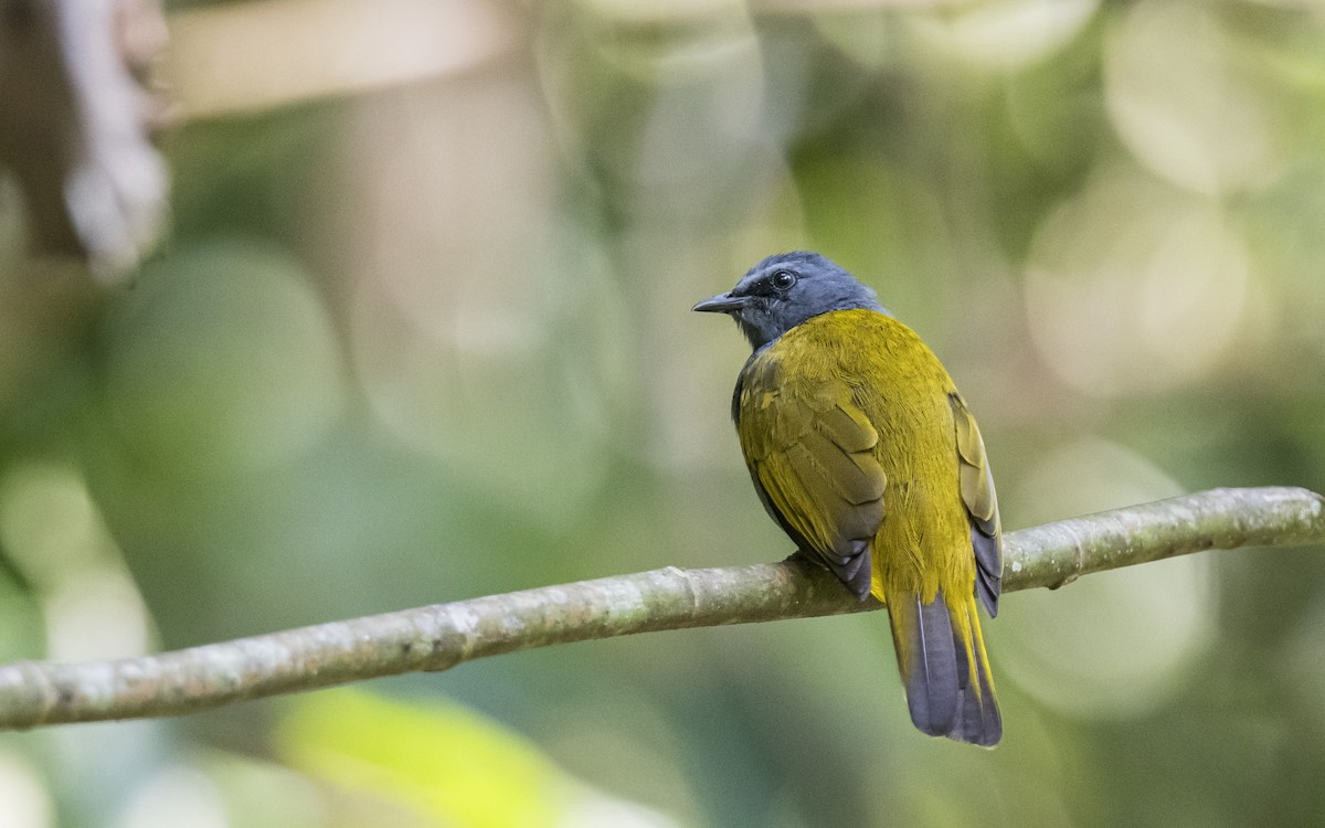 Gray-bellied Bulbul - ML609441045