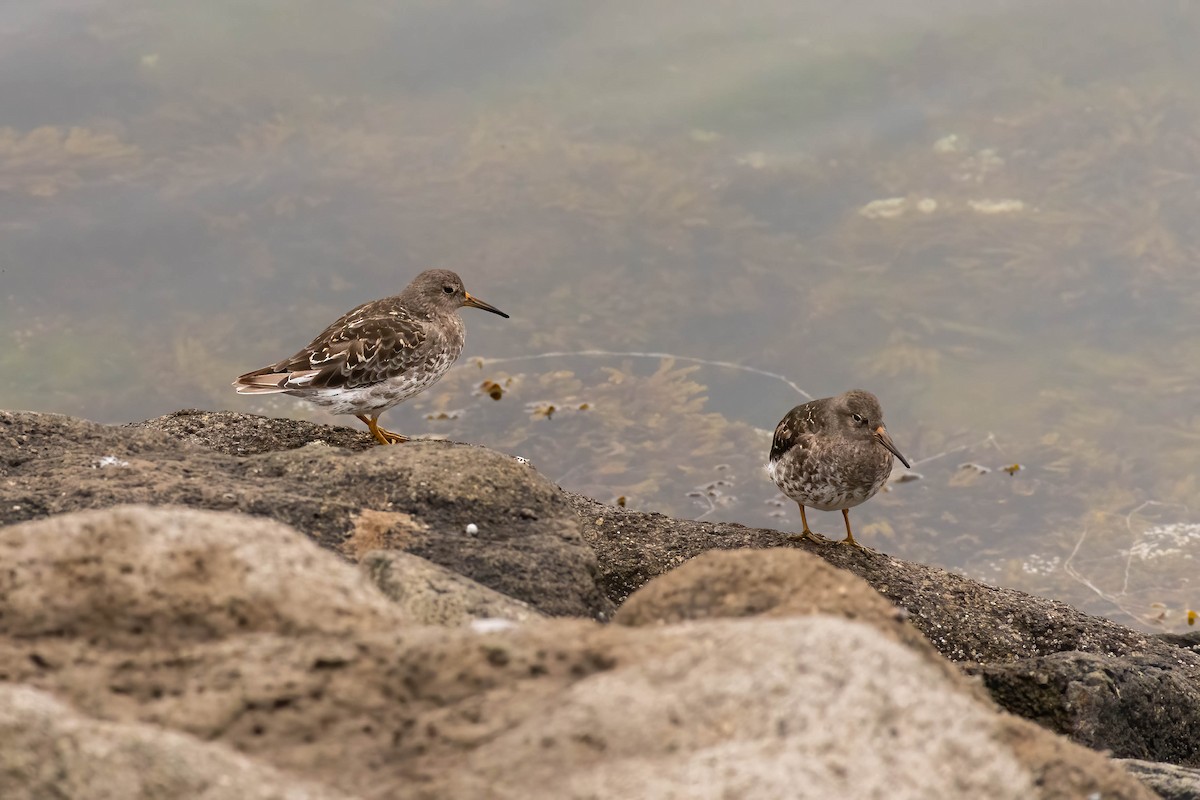 Purple Sandpiper - ML609441148