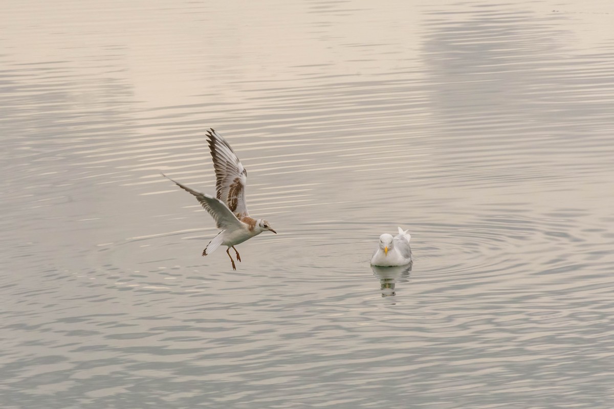 Black-headed Gull - ML609441154